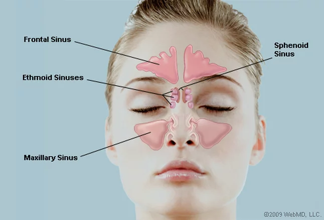 sinus anatomy